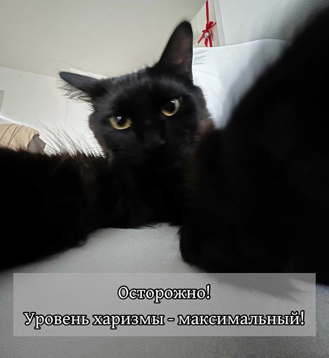 Ласковый кот в добрые руки!