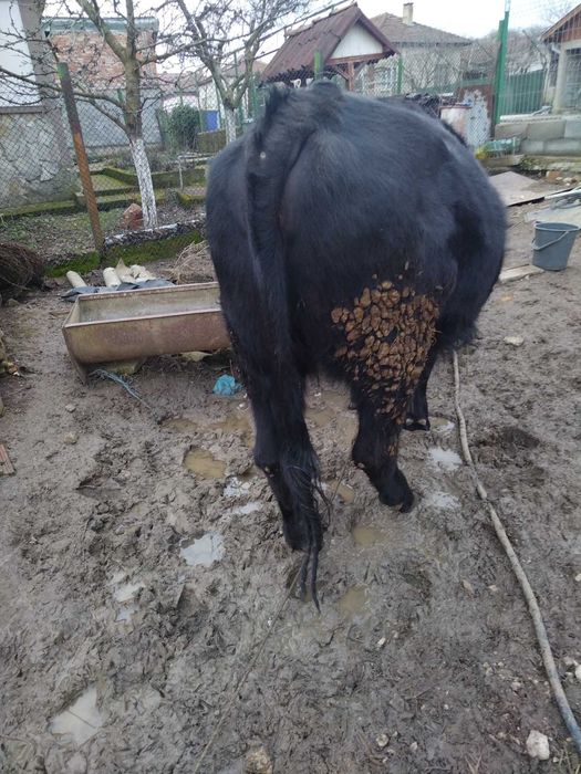 Юничка на 15 месеца Абърдин