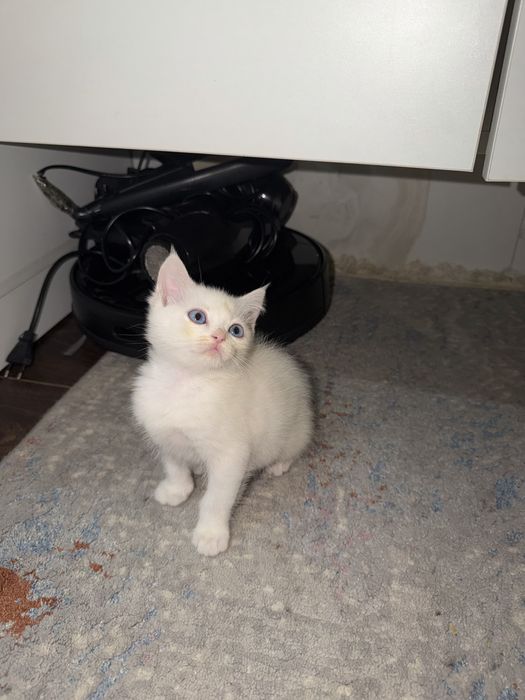 Милый котёнок 2 месяца