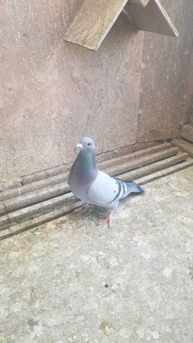 Ocazie! Vand 4 femele voiajor sport, fond/maraton si viteza/demifond, super origini!