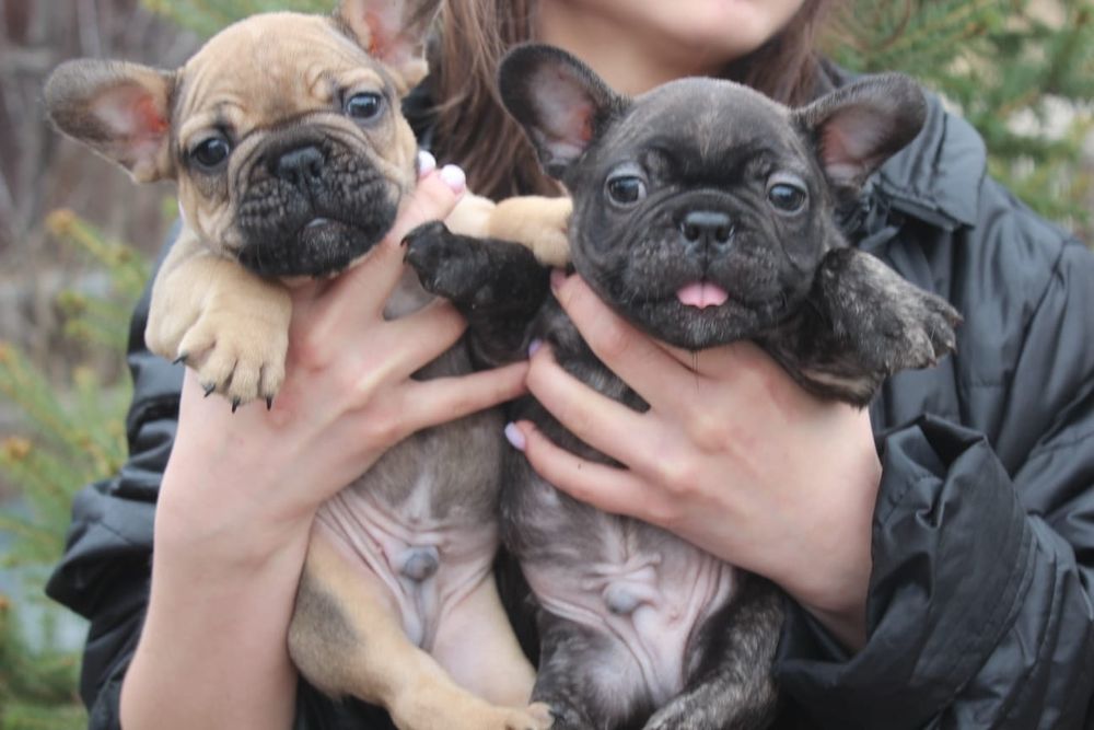 Французкие бульдоги мальчишки!