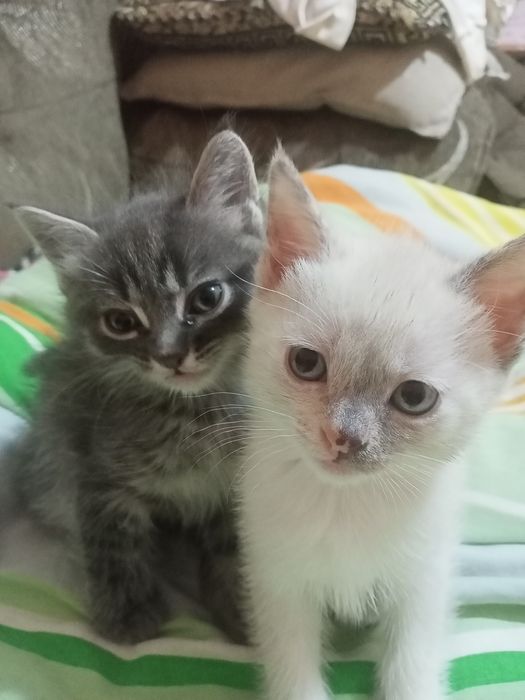 Отдам сиамских котят в добрые руки
