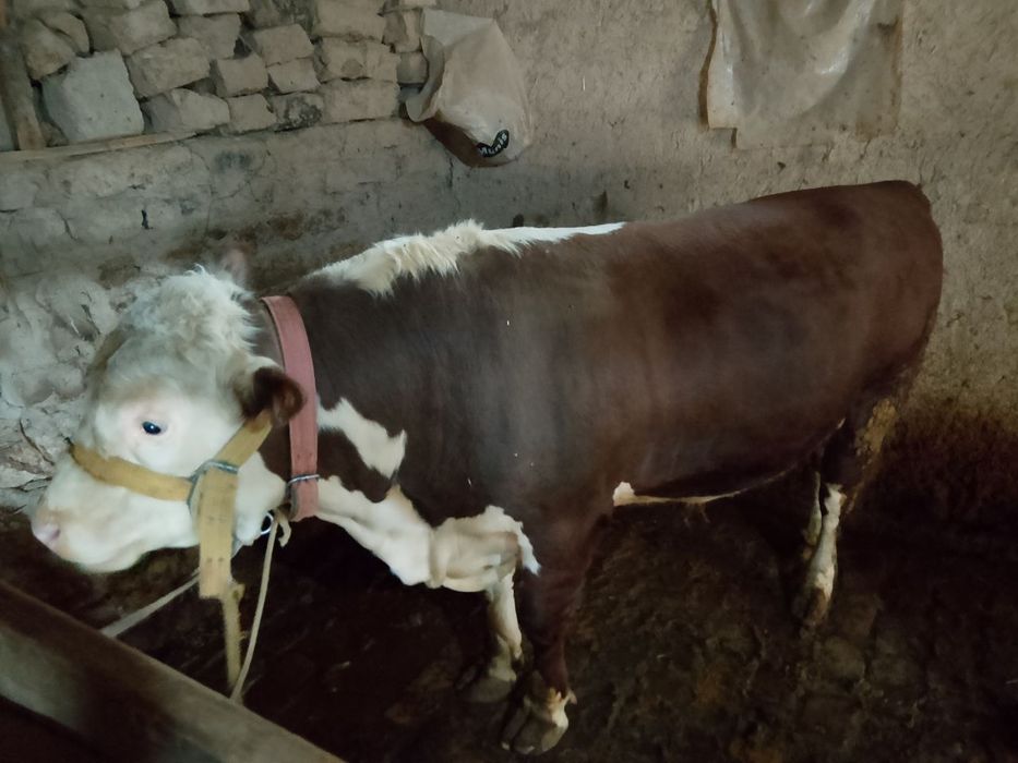 Simmental buqa sotiladi