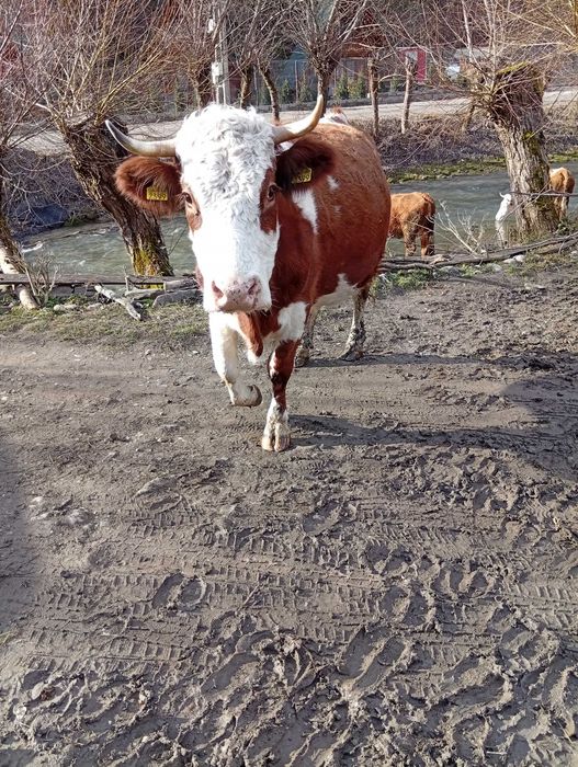 Vând vaca de 5 ani