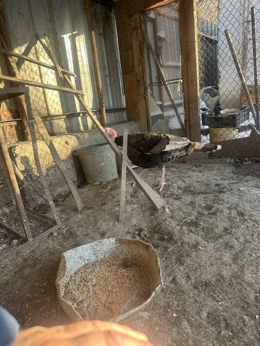 Продам индюк жырныи