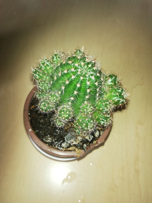 Продам небольшие кактусы