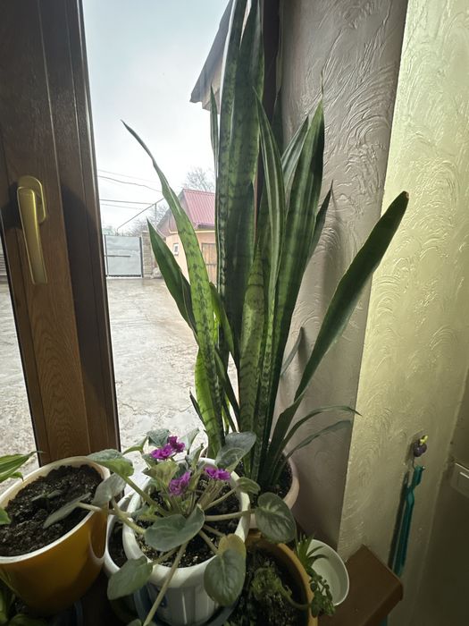 Комнатные цветы