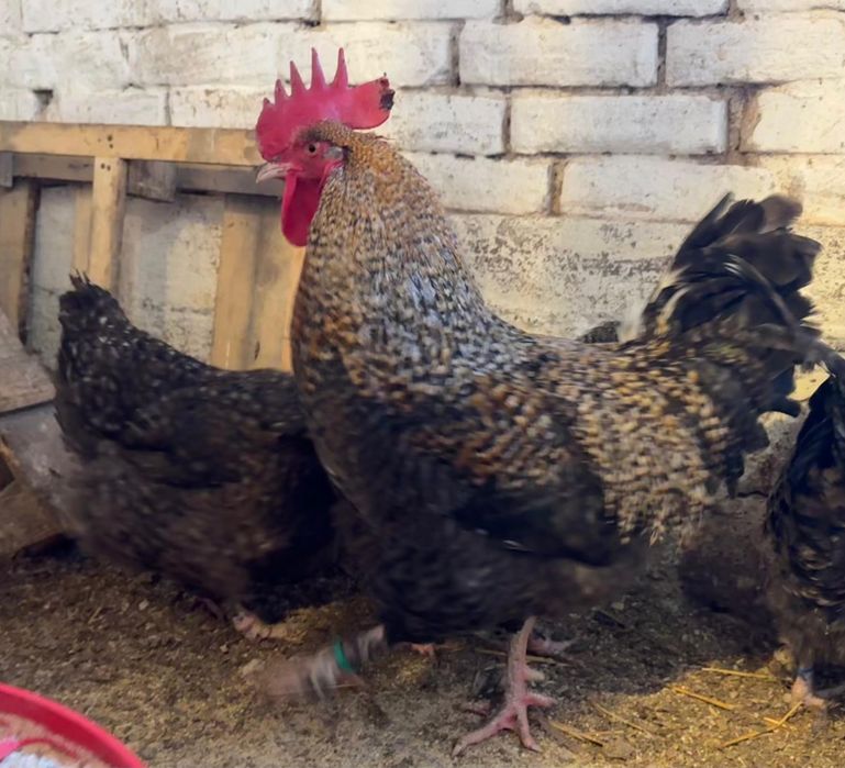 Ouǎ Marans Coucou Dore (CCD)