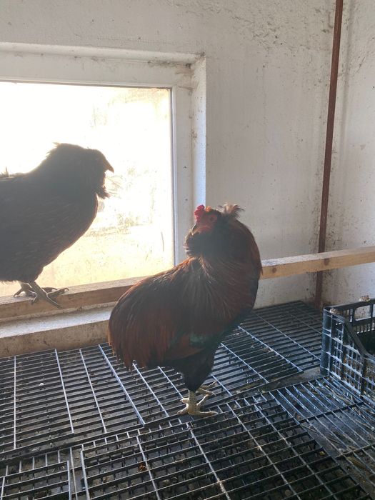 Araucana potarnichiu 1+1 si cocos plymouth