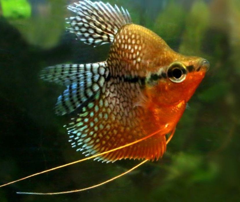 Akvarium va baliqlari bilan birga sotiladi.