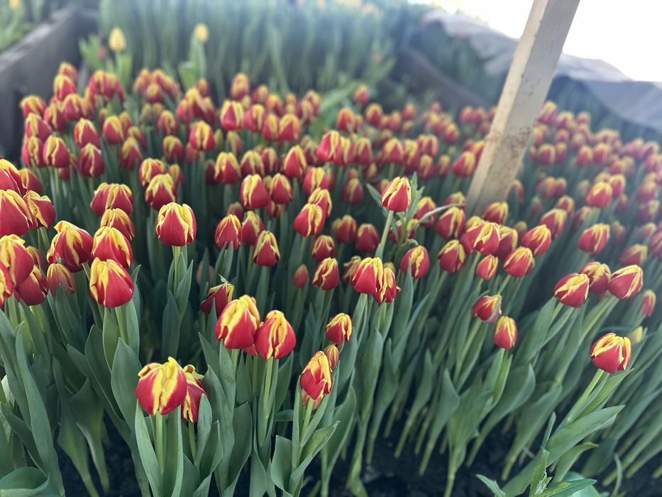 Тюльпаны к 8 марта