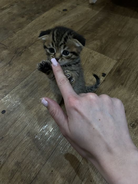 Котята британцы