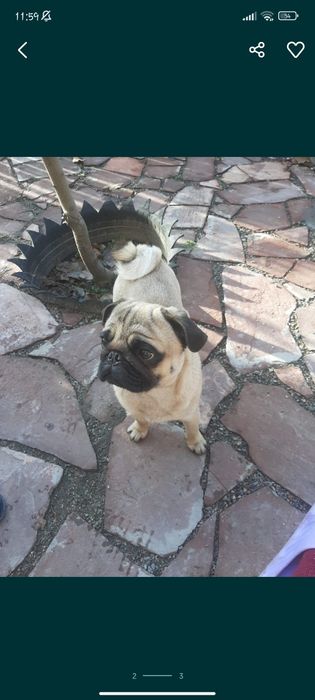 Украли мопса есть видео