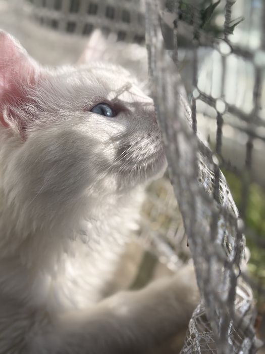 Кот в хорошие руки