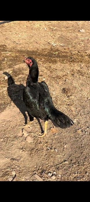 Вьетнам Кәріс микс тауық