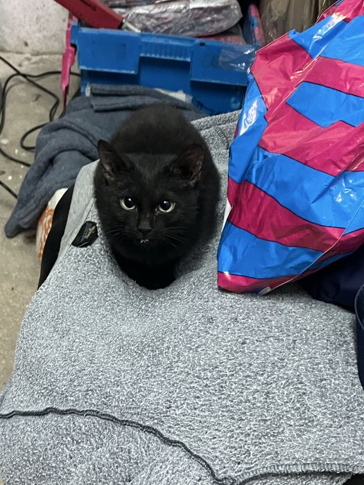 Котенок ищет дом