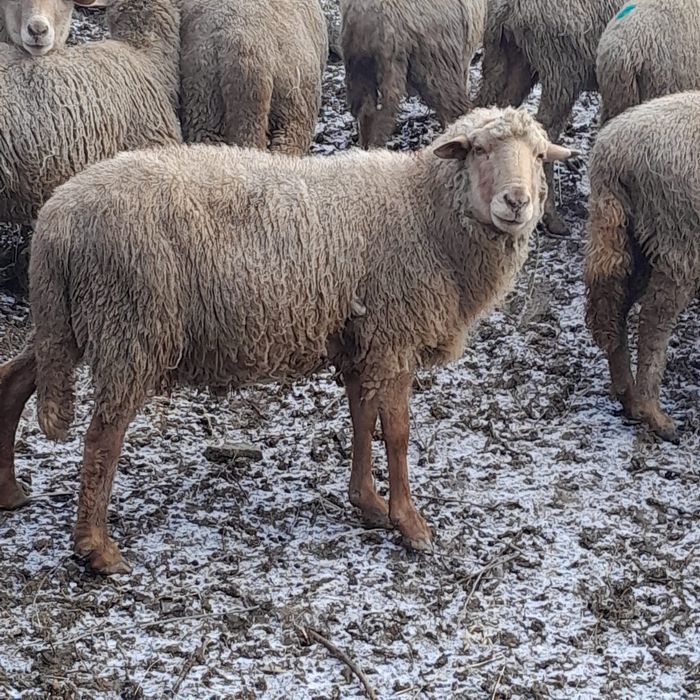 Vând 1 berbeci ciuti rasa tigae Roșie 800 lei bucata