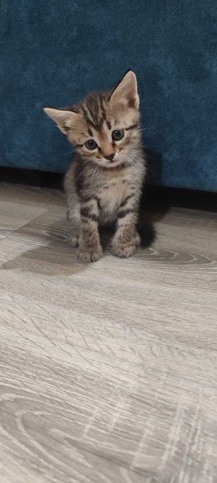 Отдам котят в добрый руки
