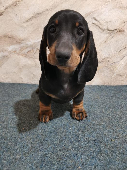 Vând cățel Teckel cu pedigree