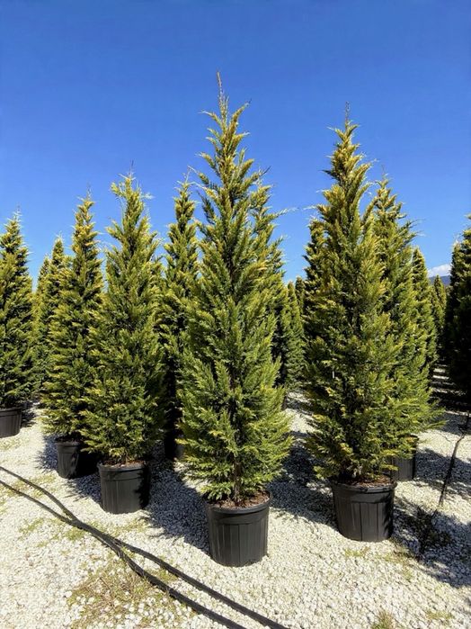 Leylandii Gold Rider 160 - 450 cm conifer auriu gard viu pret de la 200 lei