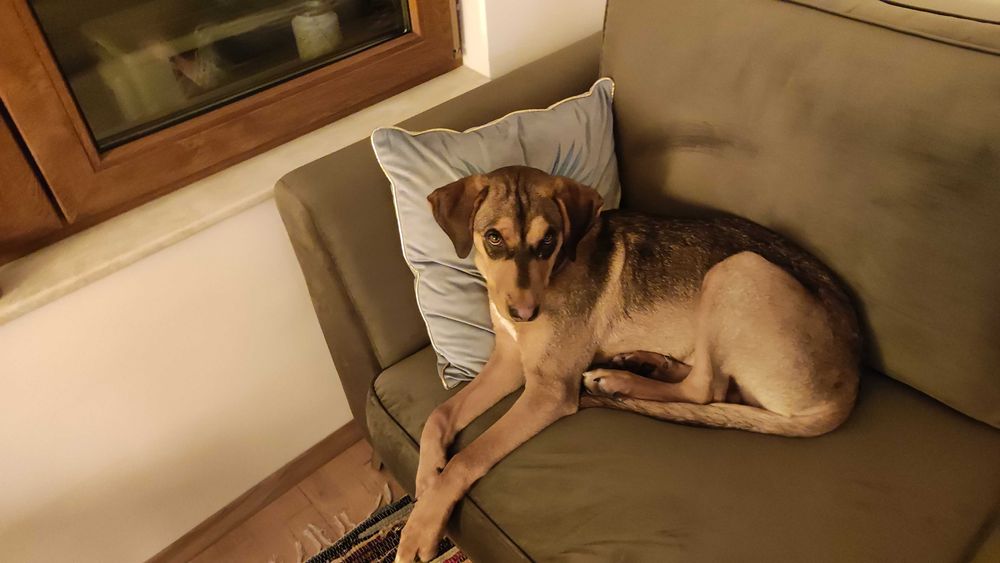 Подарявам кученце на 7 месеца