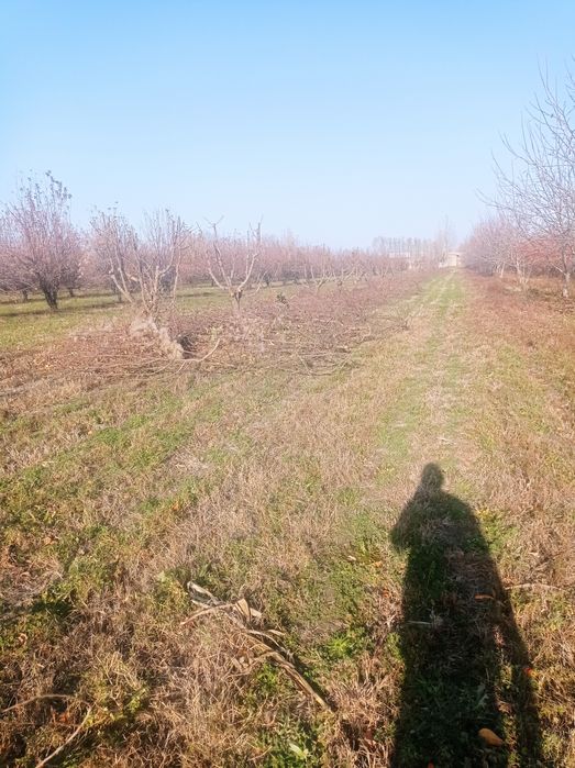 Дрова Утин сотилади богланган бир боги 10 Минг сум