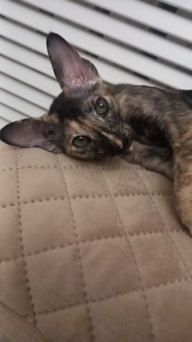 Продам ориентального котенка, девочку