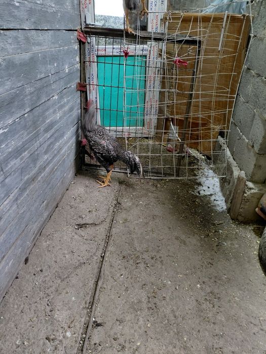 Дакан продам продам