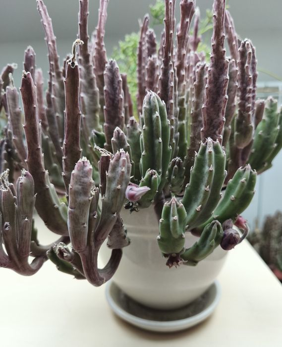 Стайни цветя различни видове