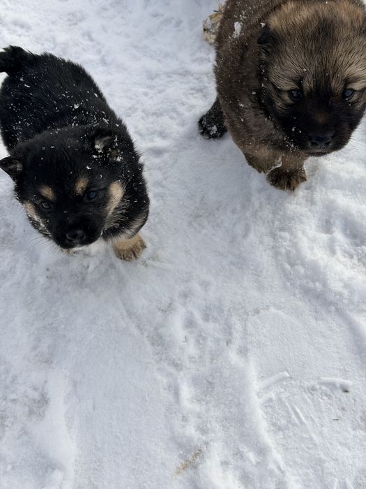 Щенки добрые и ласковые