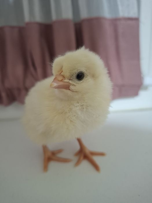 Ouă pentru incubat La Bresse