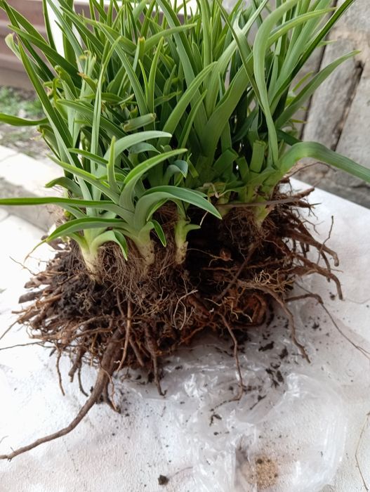 Лилейник Дабл Ривер Вай