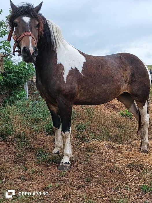De vânzare 5 mânji castrați și o iapă