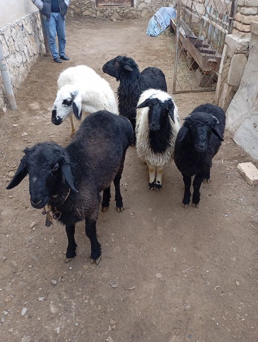 Куй кучкорлар сотилади