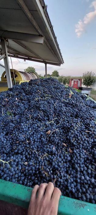 Vând struguri de vin