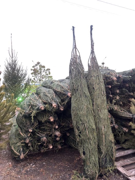 Сосны , ели , елки