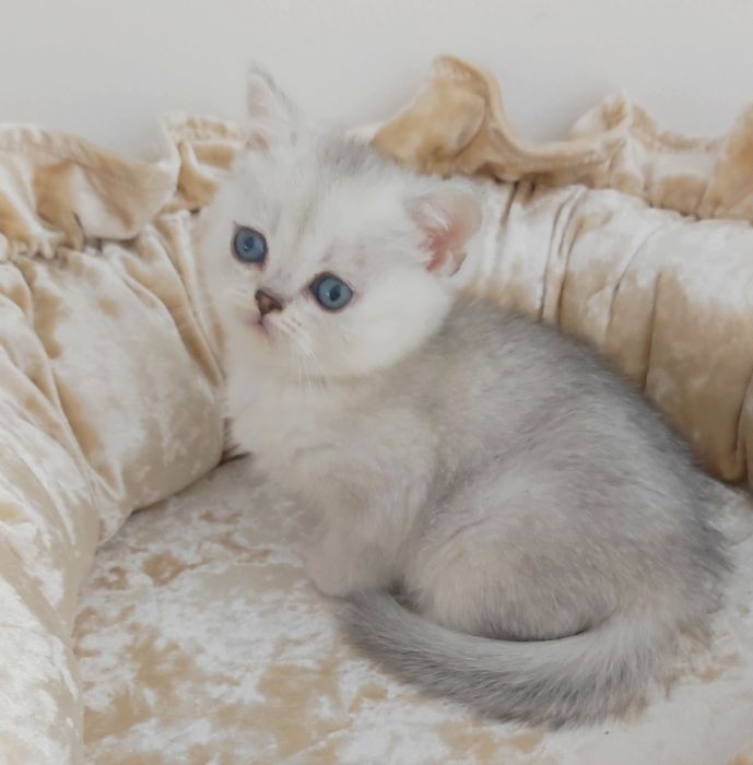 Британские продаются