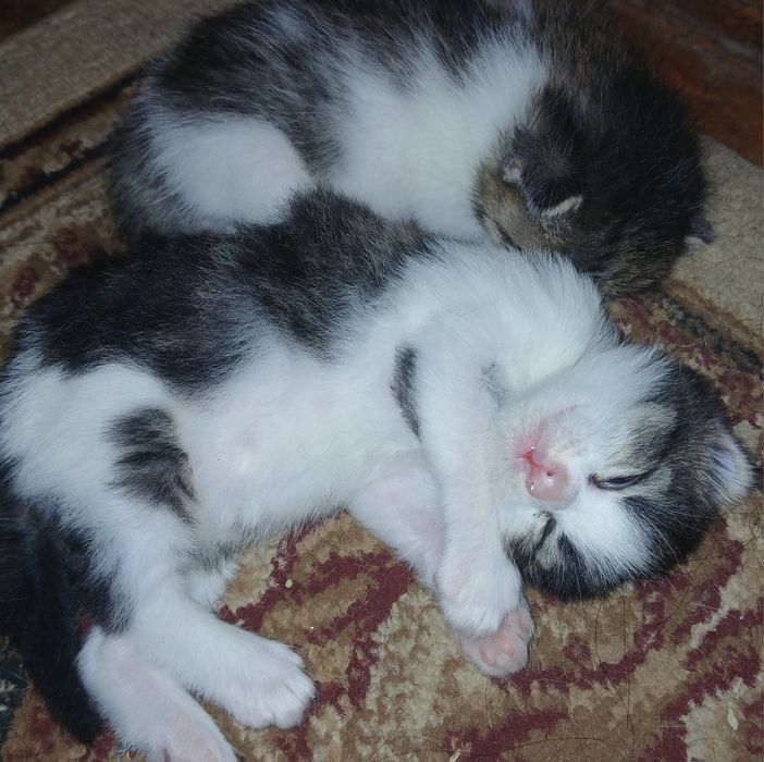 Срочно отдам милых котят, Мейнкун и табби