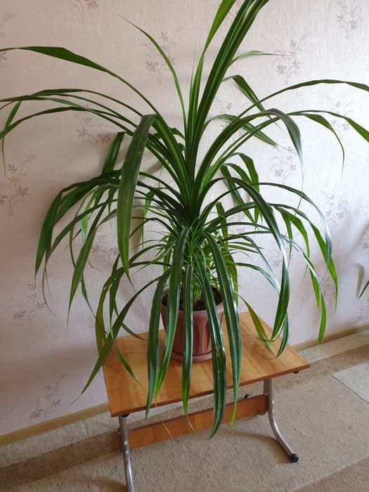 Продам цветок панданус очень большой