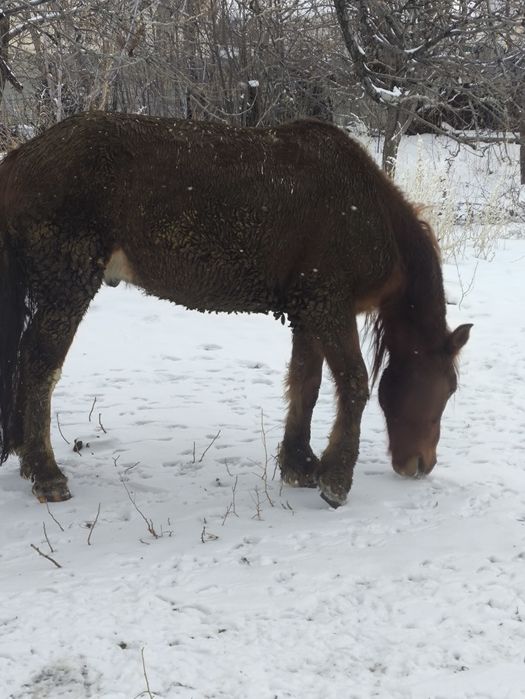 Продам коня пять лет