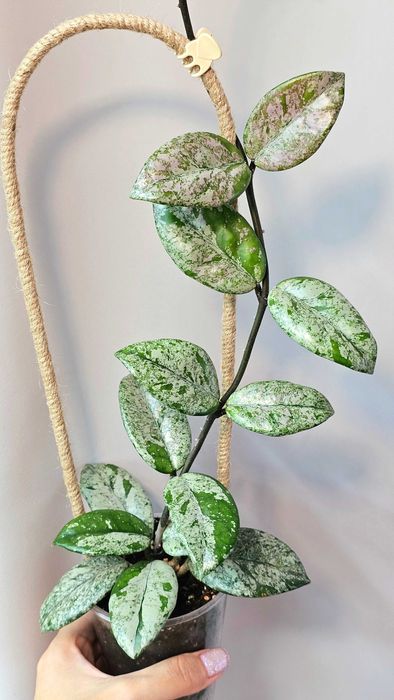 Хойи разных сортов