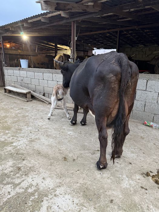 Продам корову с теленком