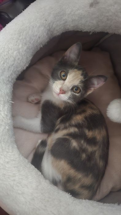 Отдаётся котёнок в добрые руки
