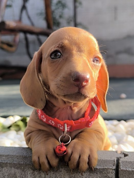Teckel Dachshund