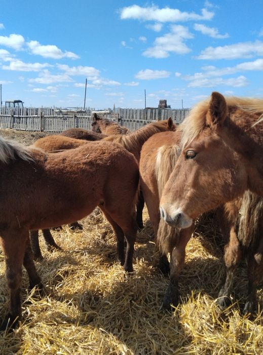 Продам 40 голов жеребчиков 2025 г.