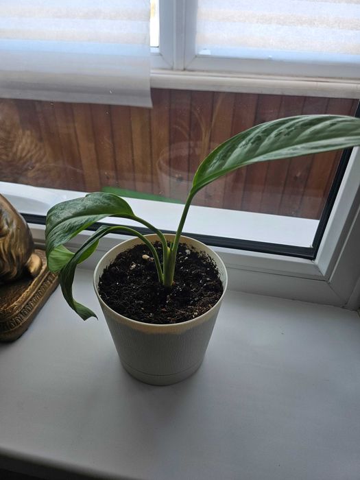 Аглаонема Silver