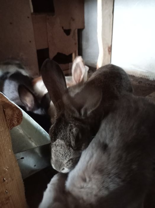 Quyonlar bor tanlab olishga