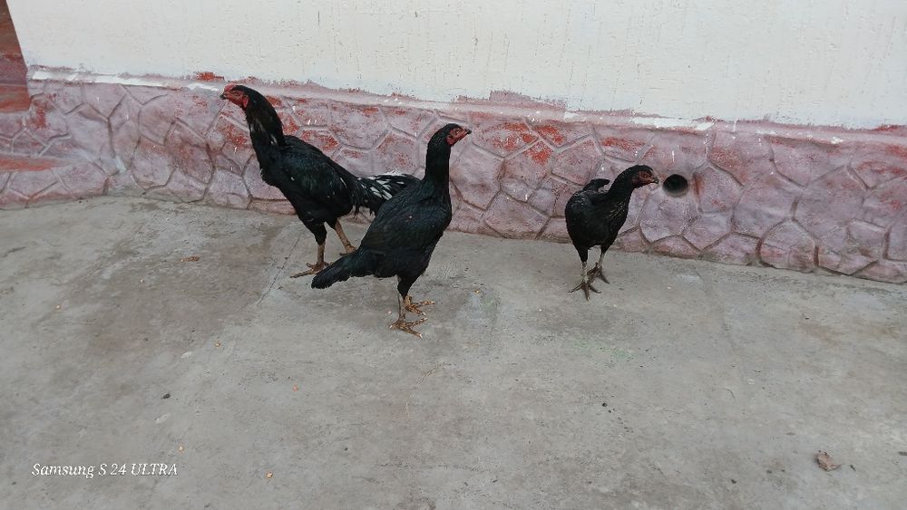 Дакан семейка сатылады