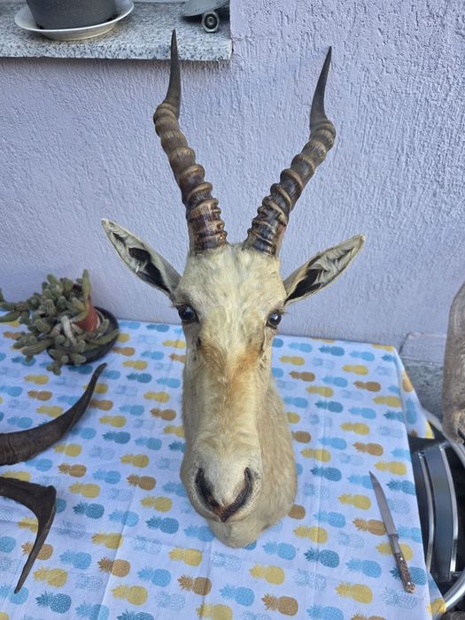 Obiect vechi de antichitate