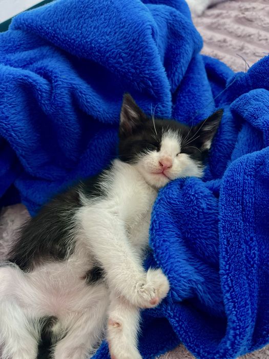 Adoptie pisoi 5 saptamani